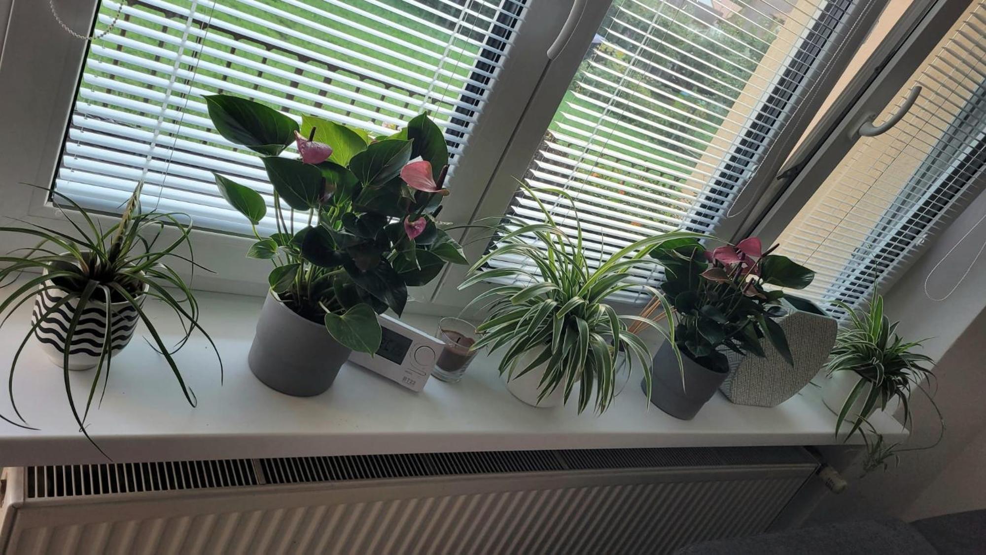 Novy Apartman Eva Jičín 외부 사진